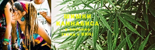 прущие грибы Горняк